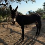 L’asino pantesco al Sapori in Sella Festival