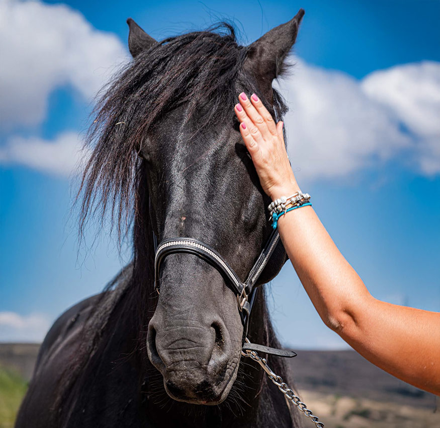 Manifestazione equestre in Sicilia dedicata al cavallo Sanfratellano dei Nebrodi